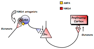 Thus, the channel acts as a coincidence detector and only once both of these conditions are met, the channel opens and it allows positively charged ions (cations) to flow. Biomolecules Free Full Text Brain Nmda Receptors In Schizophrenia And Depression Html