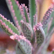 Kalanchoe Manginii Chandelier Plant World Of Succulents Butterfly Plants Pink Butterfly Plants
