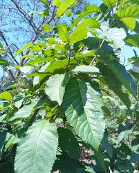 Image result for Maesa lanceolata