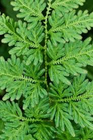 Image result for Selaginella congoensis