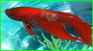 Penyakit Ikan Cupang Pengobatan Dan Cara Mengatasinya Daftarhewan Com Ikan Cupang Ikan Aquarium Ikan
