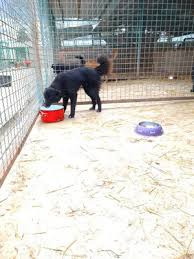 Sie ist 28 jahre alt (stand : Paola Lesika Hundehilfe