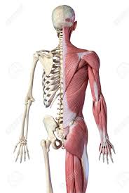 Check spelling or type a new query. Human Male Anatomy 3 4 Figure Muscular And Skeletal Systems Back View On White Background 3d Anatomy Illustration Stock Photo Picture And Royalty Free Image Image 130760183
