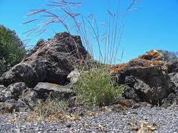 Image result for Andropogon festuciformis