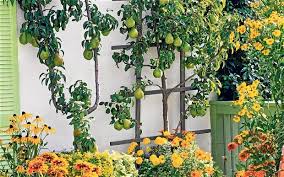We have tried to make our website the most comprehensive online resource for buying fruit trees. Plant Fruit Trees To Make Your Garden Complete