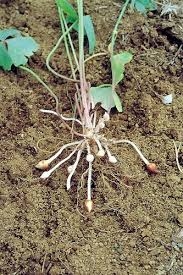 Image result for Oxalis latifolia