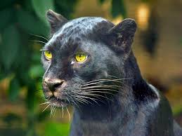 Big Black Cat Yellow Eyes Black Cat Yellow Eyes Wild Panther Big Cats Photography Cat Photography