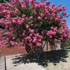 Flowering in late spring or early summer and flower. Pink Crape Myrtle Naturehills Com