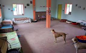 Explore other popular pets near you from over 7 million businesses with over 142 million reviews and opinions from yelpers. Dog House Homestay And Boarding For Pets In Chennai The Hindu