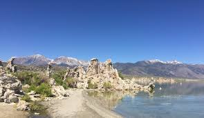 Image result for Monotes magnificus