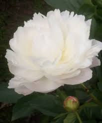 Peonies are large, beautiful flowers that belong to the paeoniaceae family. The Best Double White The Peony Society