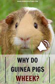 Pin On Guinea Pigs