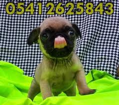 Bursa Kopek Ciftligi Pug Kopekler Ve Resim