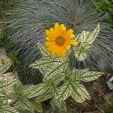 Maybe you would like to learn more about one of these? Zonneoog Heliopsis Helianthoides Summer Pink