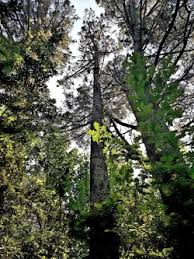 Check spelling or type a new query. Overlegpagina Van Koutar Monumentale Bomen