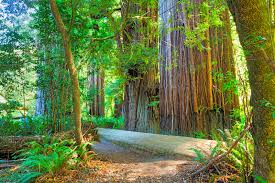 Paul revere offers two large sliding glass doors leading to a picnic table facing the playground, making it perfect for on the other side of the cabin, you'll find your fire ring and adirondack chairs to relax under the redwood canopy. Redwood National Park The History And The Beauty