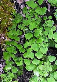 Image result for Adiantum capillus-veneris