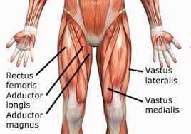 You can't control this type of muscle. Human Anatomy Muscles How Muscles Are Named Why