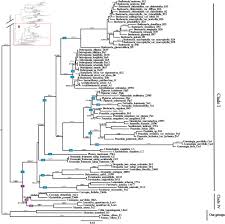 Image result for Droguetia ambigua