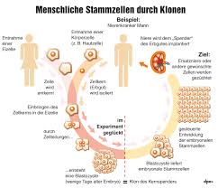 Junger zweig, sprössling) werden genetisch identische organismen bezeichnet, die durch ungeschlechtliche vermehrung entstanden sind. Menschtraum Oder Horror Gibt Es Bald Geklonte Menschen News Ausland Bild De