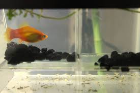 Ultimate Platy Fish Care Guide: Food, Parameters, Tank