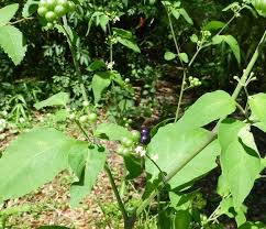 Image result for Solanum americanum