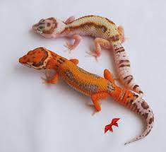 Bold Stripe Electric Emerine Bell And Bold Stripe Snow White Yellow Bell Leopard Geckos Leopard Gecko Cute Reptiles Gecko
