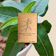 Image result for Eucalyptus citriodora