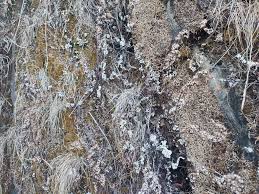 Image result for Aleuritopteris farinosa