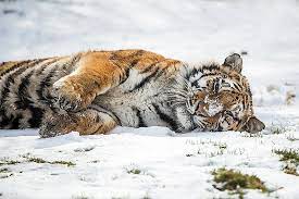 Yorkshire Wildlife Park 24 03 13 Wildlife Park Park 24 Tiger Photography