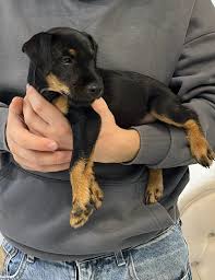 Image result for jagdteriér