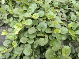 Image result for Evolvulus nummularius