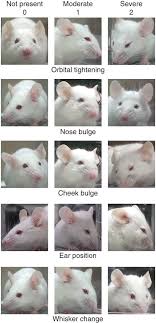 Mouse lacking an immune system with an engineered ear on the back. Coding Of Facial Expressions Of Pain In The Laboratory Mouse Nature Methods