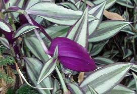 Image result for Commelinaceae