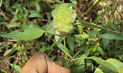 Image result for Phaulopsis sangana