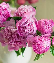We did not find results for: Best Place To Buy Flowers Near Me