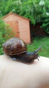 Maybe you would like to learn more about one of these? Snail Care And House 7 Steps With Pictures Instructables