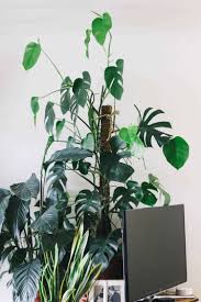 We did not find results for: Monsteras And Moss Poles Where To Find Them How To Use Them The Healthy Houseplant