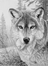 Wolf Coloring Page Wolven Kunst Hond Tekeningen Wilde Dieren