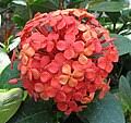 Image result for Ixora sp. A