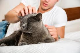 Your cat is bored and you can fix it. Why Does My Cat Follow Me Everywhere Is It Healthy