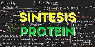 You are here definisi pangan fungsional ini disepakati dalam agenda mini simposium dan fgd yang dilaksanakan pada hari kamis tanggal 17 januari 2019 bertempat di kampus fakultas teknologi pertanian universitas gadjah mada yogyakarta. Sintesis Protein Pengertian Tahapan Proses Tujuan Komponen
