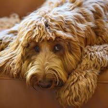 Maybe you would like to learn more about one of these? 1 Labradoodle Puppies For Sale In Michigan Uptown