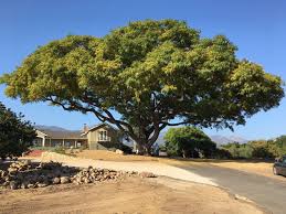Ufei California Big Trees