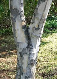 Image result for Stereospermum harmsianum