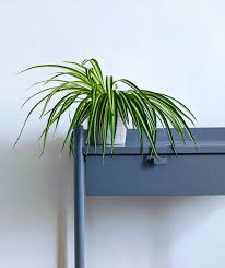 Check spelling or type a new query. 10 Pet Friendly Houseplants That Are Safe For Cats And Dogs Real Simple