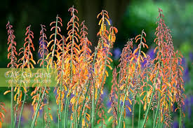 Image result for Kniphofia thomsonii