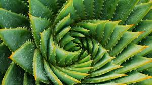 Die extrakte der wüstenpflanze aloe vera sind reich an vitaminen, mineralsalzen und. Aloe Vera Gel Wie Sie Pflegeprodukte Herstellen Konnen Und Ihre Wirkung