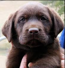 Over 9 years of experience. Labrador Retriever Puppy Lab Puppies Chocolate Lab Puppies Labrador Retriever Puppies