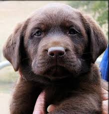 Pin On Cute Pets Animals P2